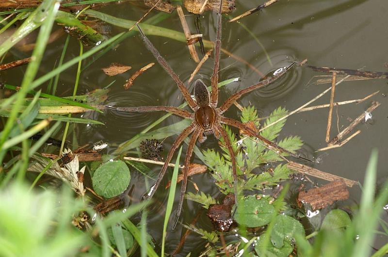 Dolomedes_plantarius_D6123_Z_91_Les Gris_Frankrijk.jpg